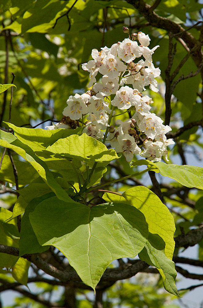 Inflorescencia piramidal y hojas acuminadas
