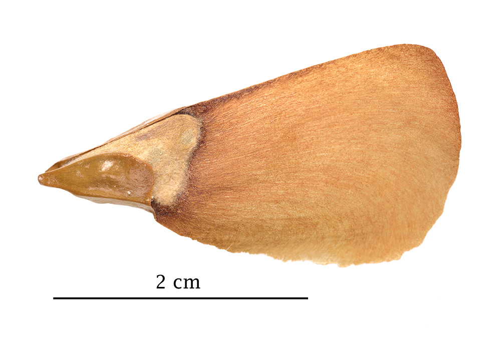 Semilla alada.