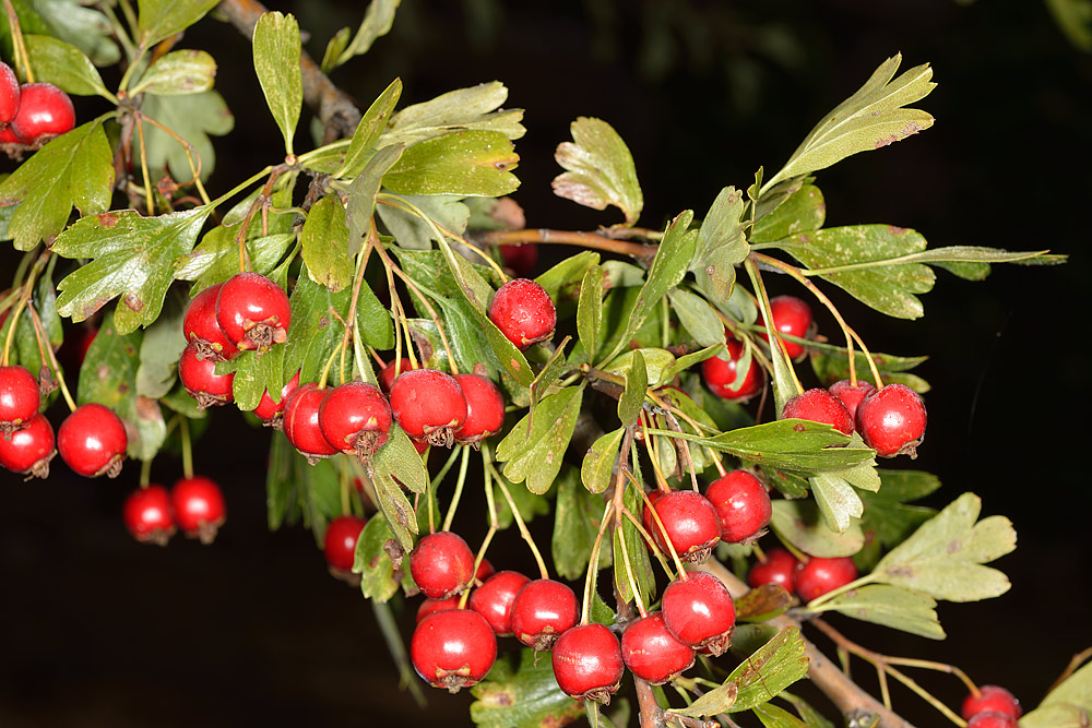 Frutos rojos con restos del cáliz en su parte superior, derivados de un ovario ínfero