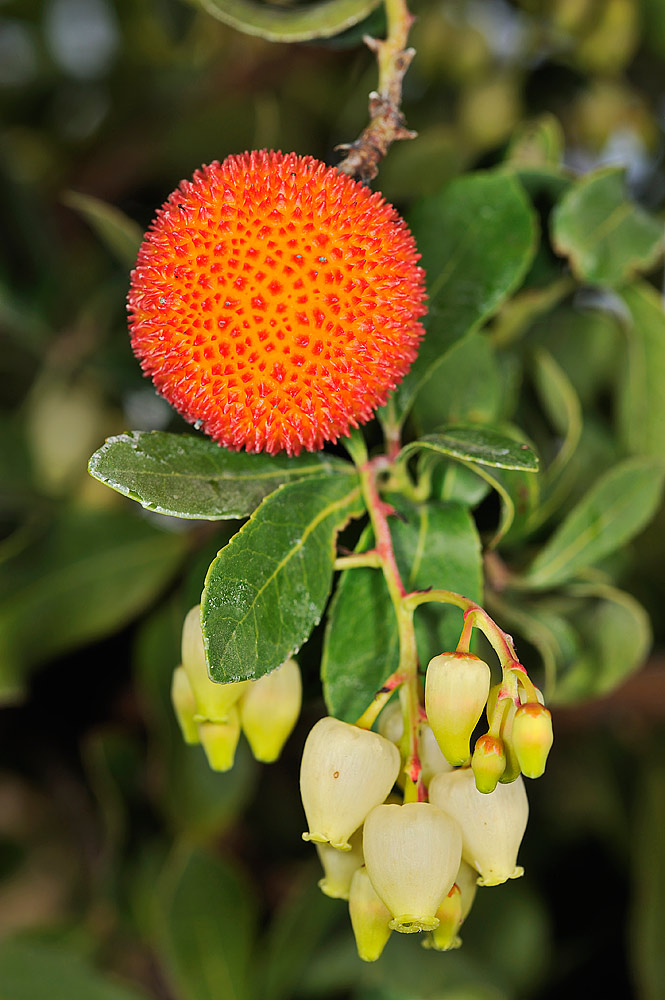 Detalle del fruto carnoso y flores colgantes de corola soldada