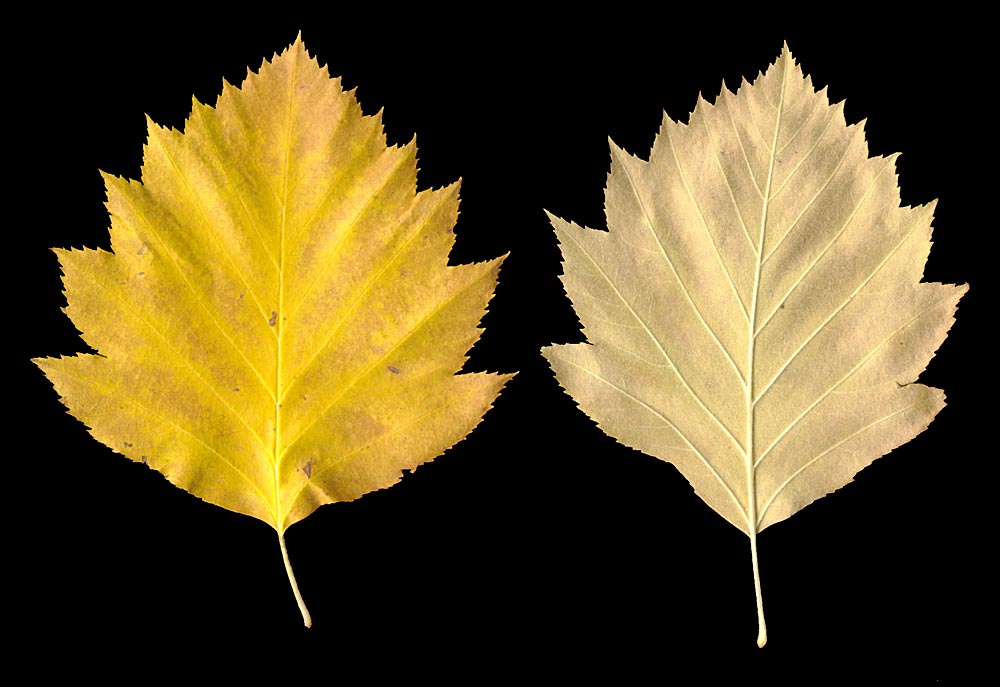 Hojas otoñales: haz y envés.