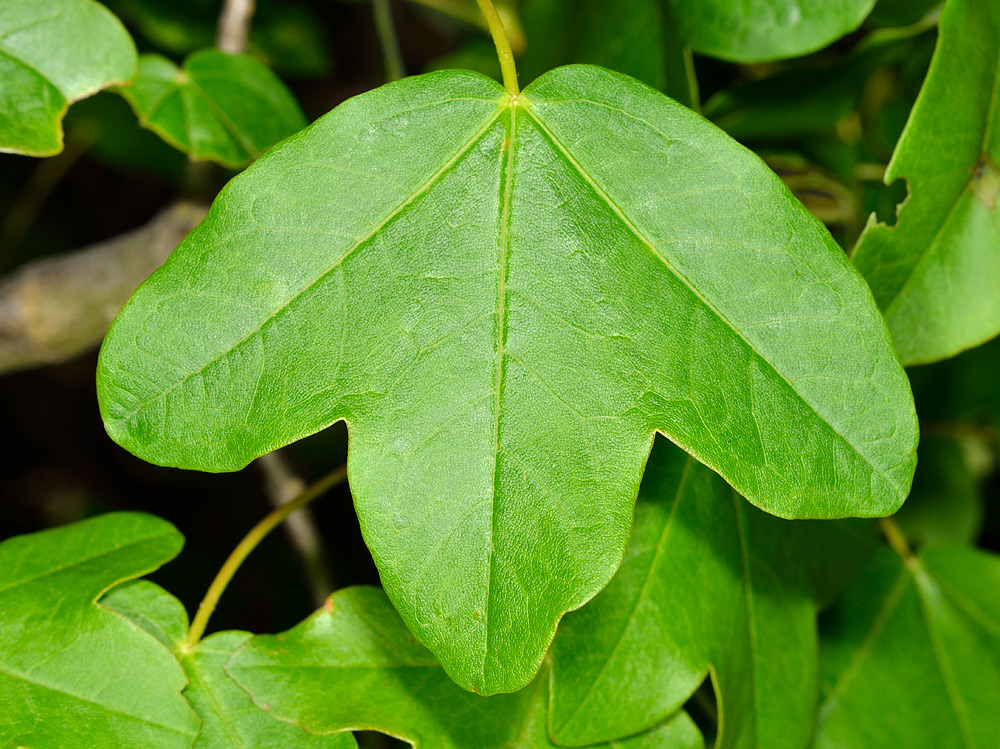Hojas trilobuladas