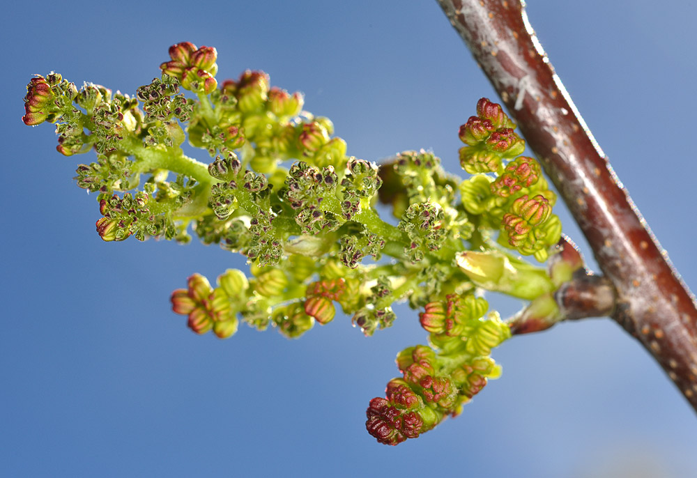 Inflorescencia iniciando su desarrollo