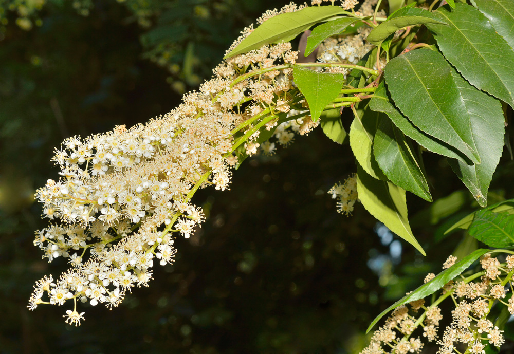 Inflorescencias.