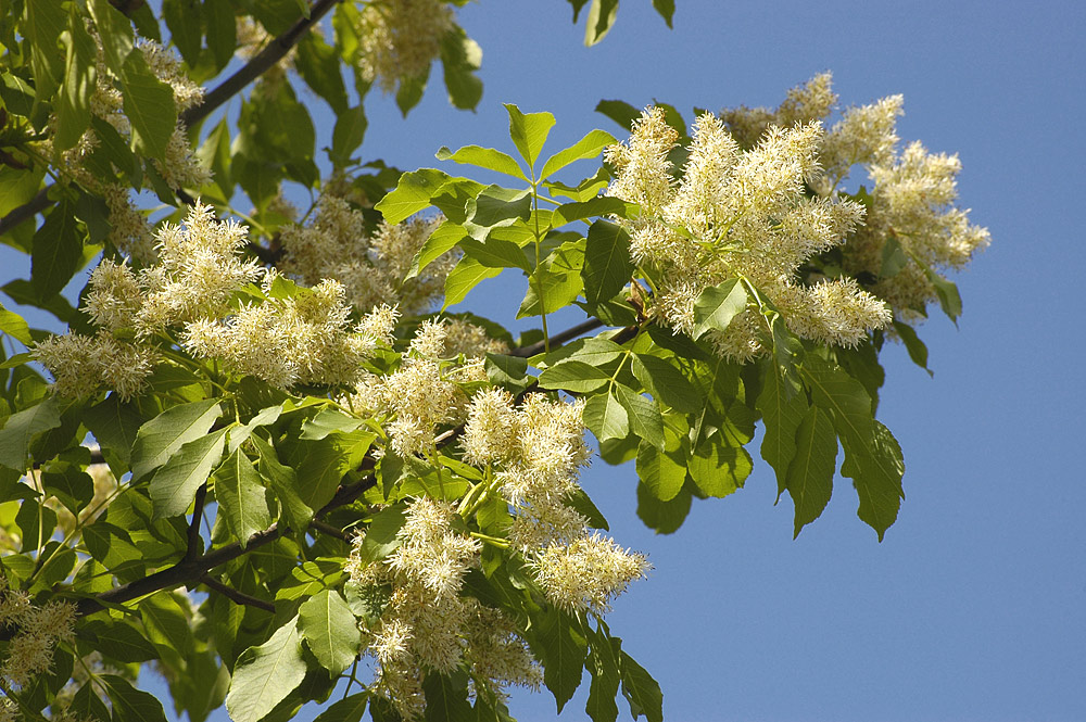 Inflorescencias y hojas compuestas imparipinnadas