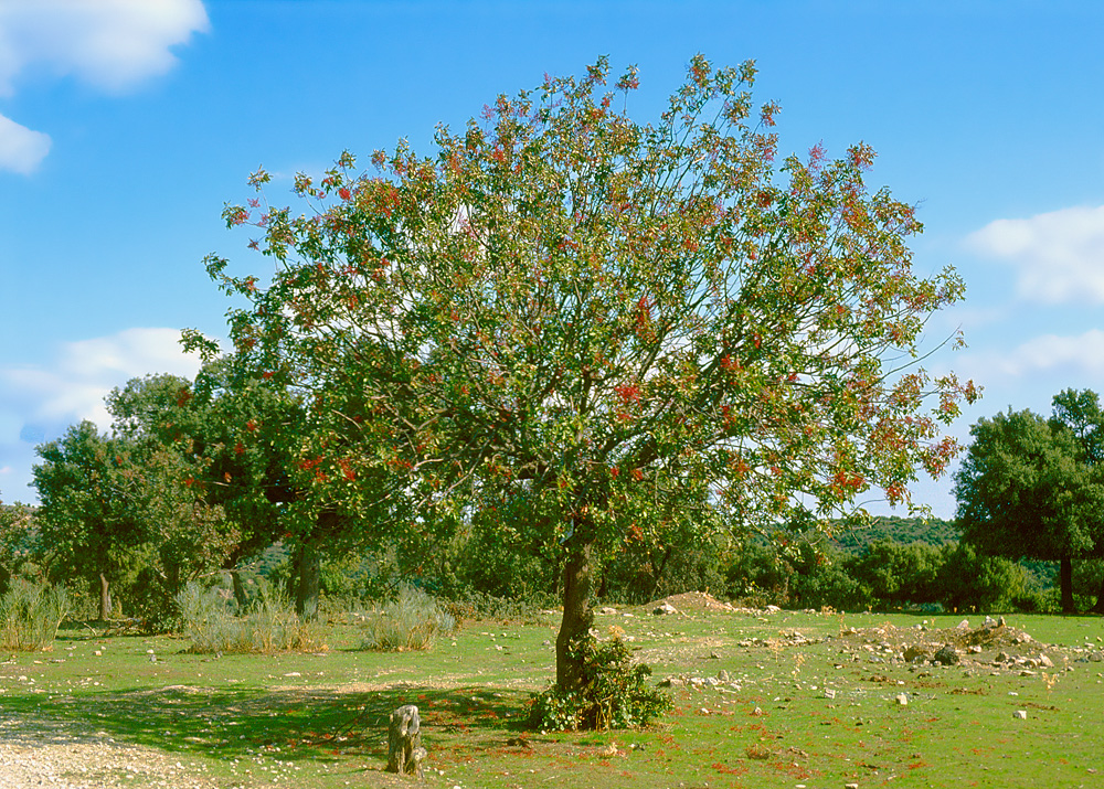 Ejemplar con porte de arbolillo.