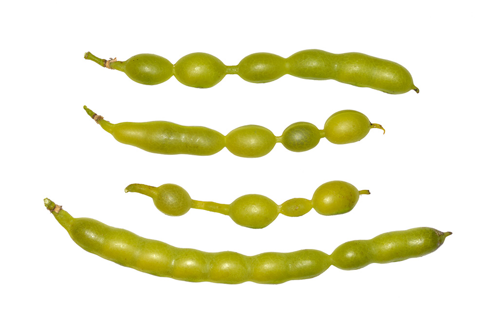 Lomentos