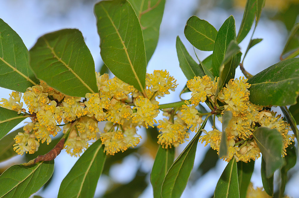 Hojas y flores masculinas.