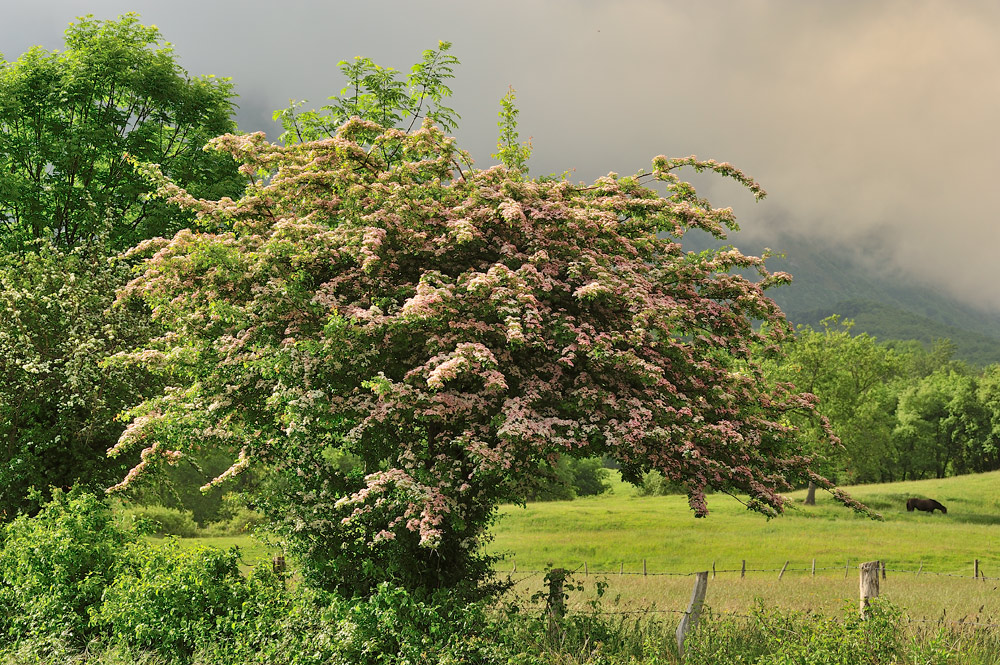 Ejemplar con flores rosadas.