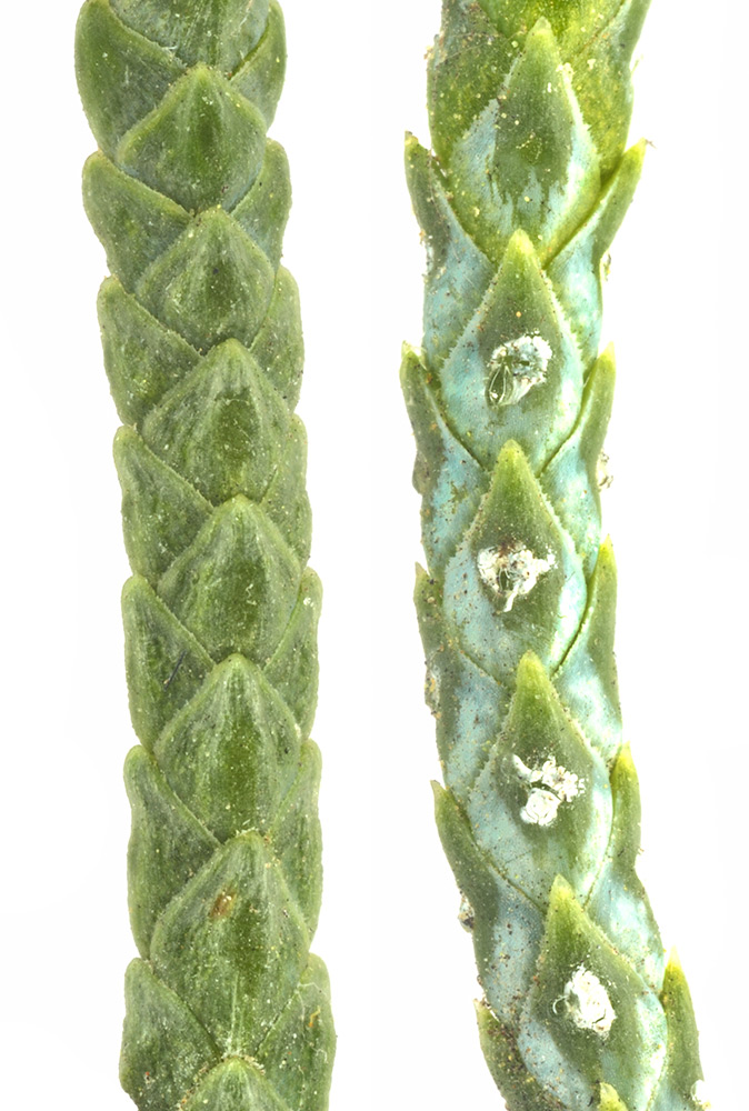 Comparación de las ramillas de Cupressus sempervirens (izq.) y C. arizonica (der.)