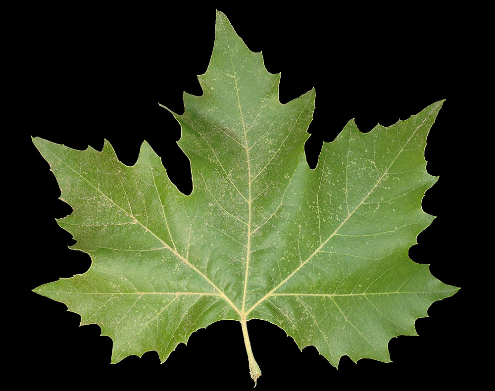 Haz de la hoja pentalobulada con nerviación palmeada