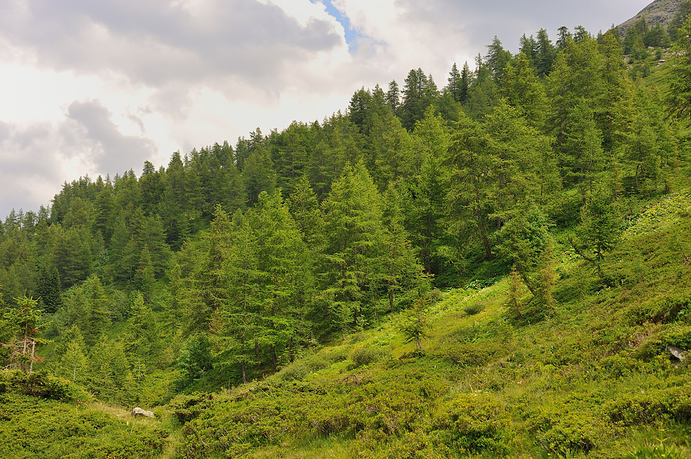 Larix decidua. Formación natural en los Alpes
