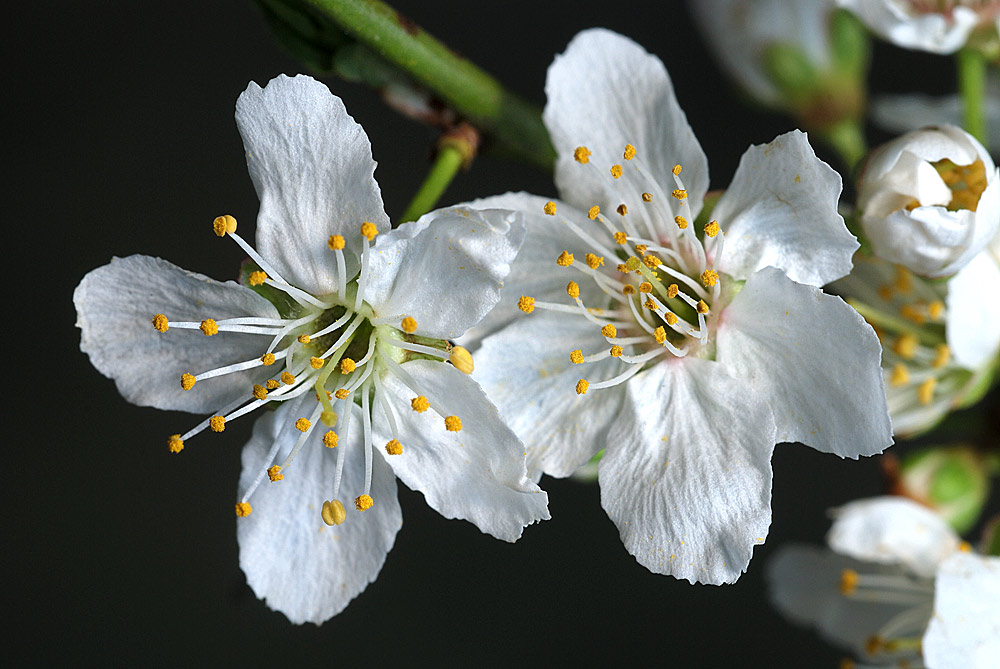 Detalle de las flores