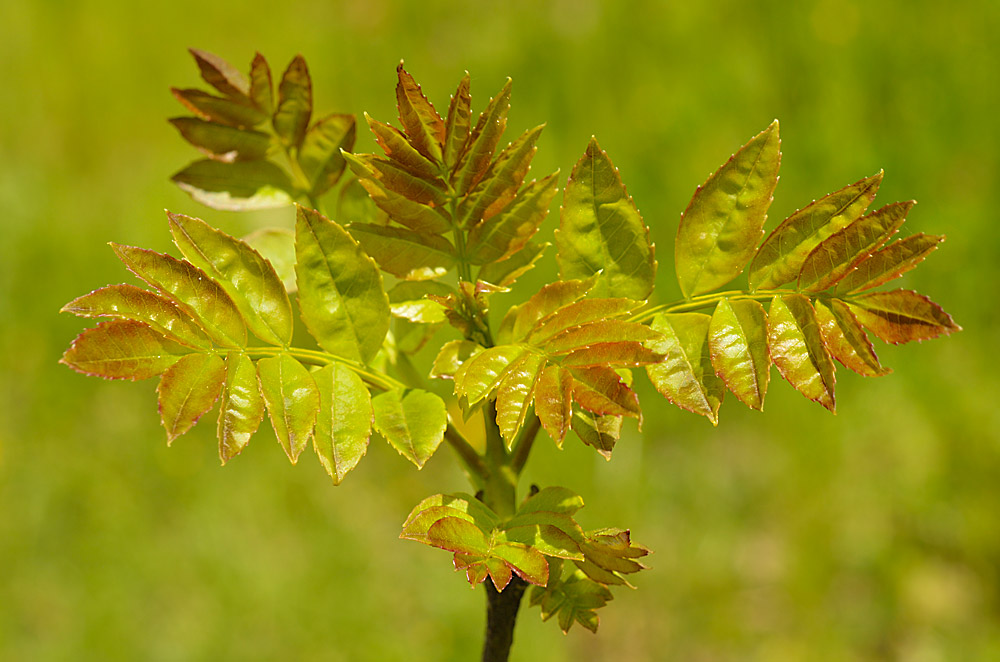 Brote primaveral