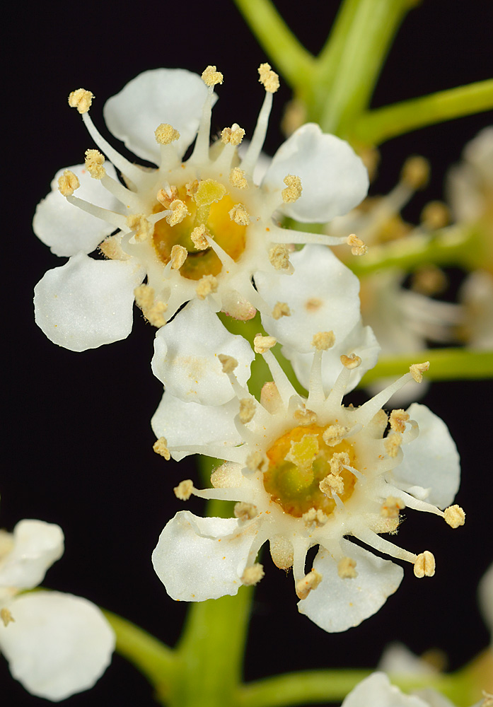 Flores.
