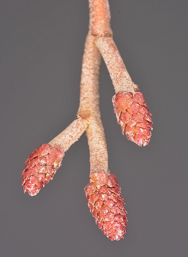 Inflorescencias femeninas.