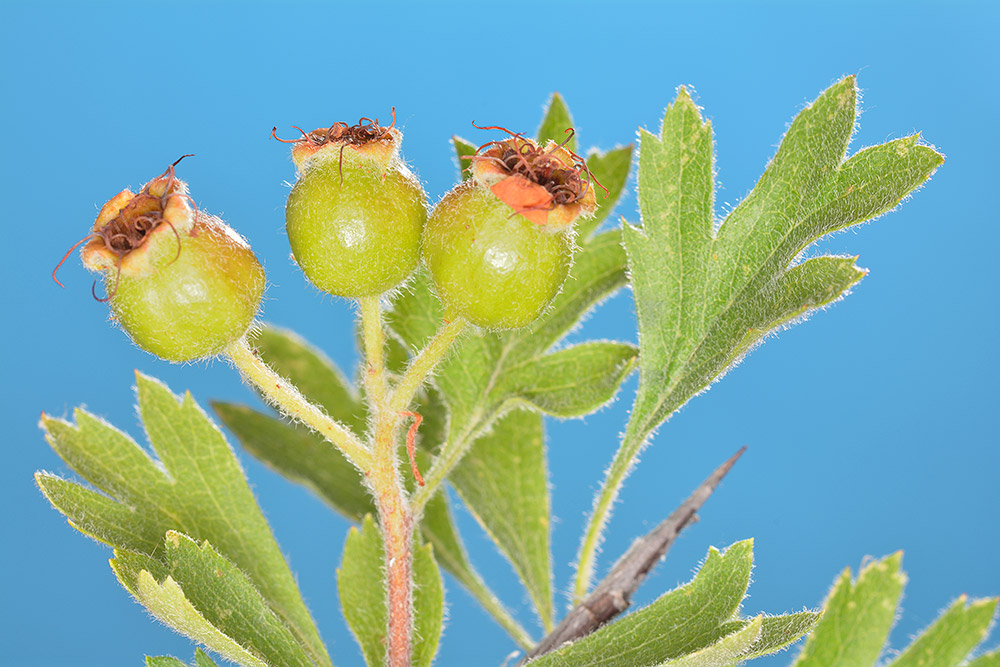 Frutos en proceso de maduración.