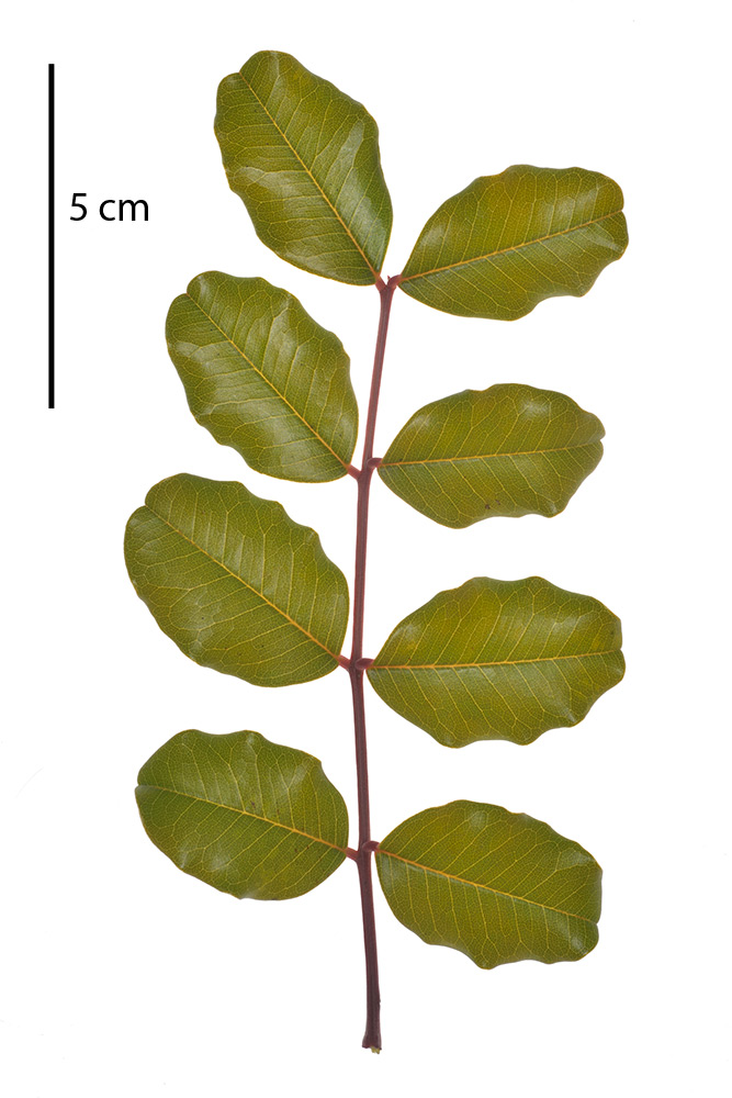 Hoja