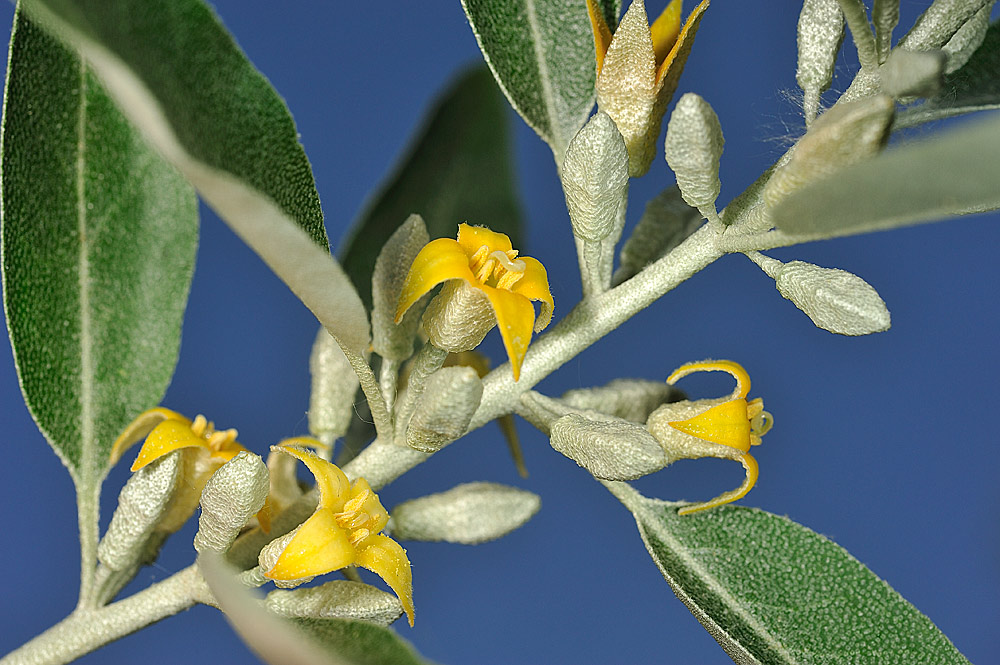 Flores. Se aprecia la cubierta de pelos escamosos.