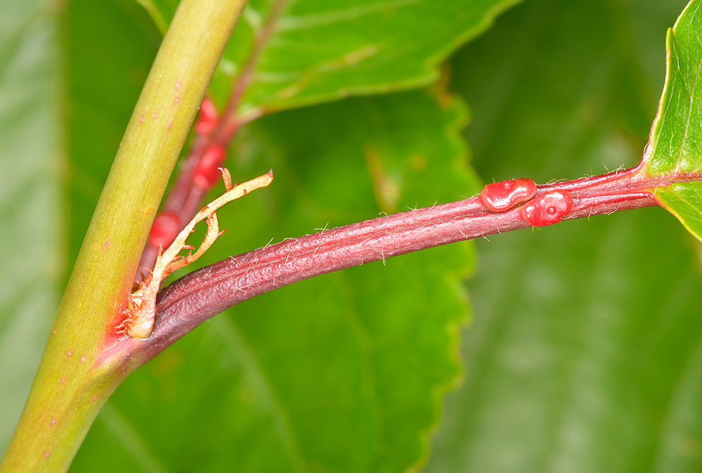 Estípulas y glándulas del peciolo.