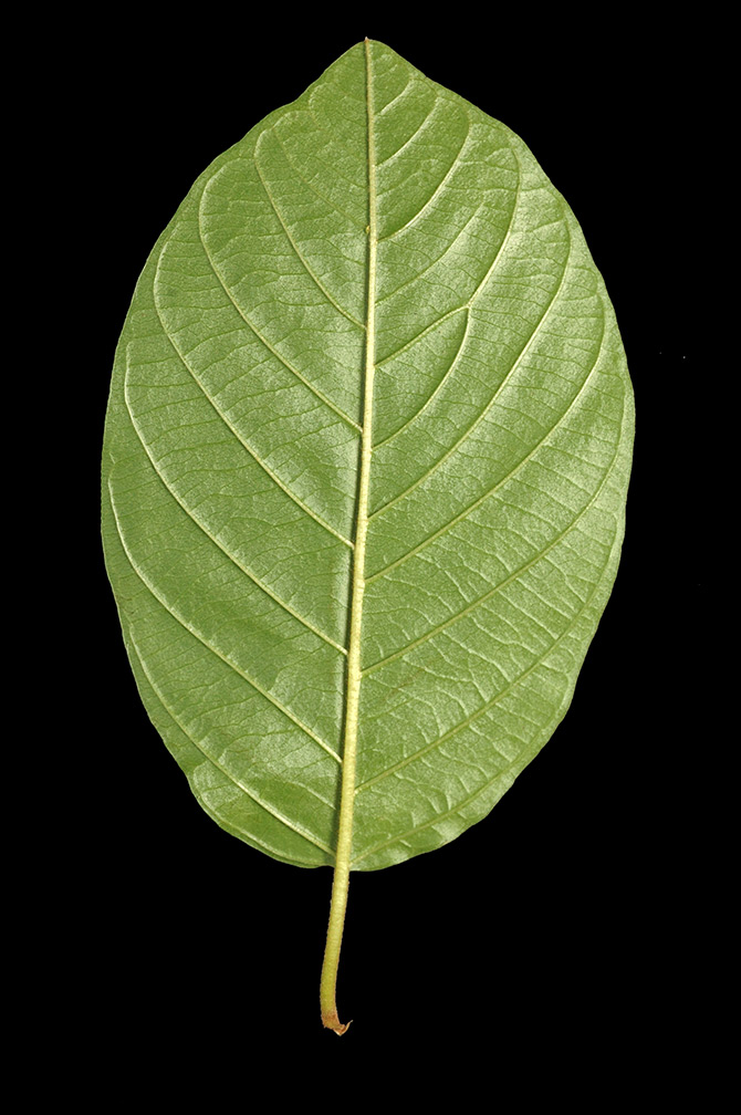 Hoja por el envés.