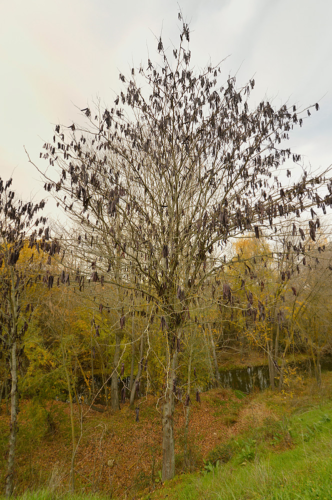 Aspecto invernal con abundancia de legumbres colgantes