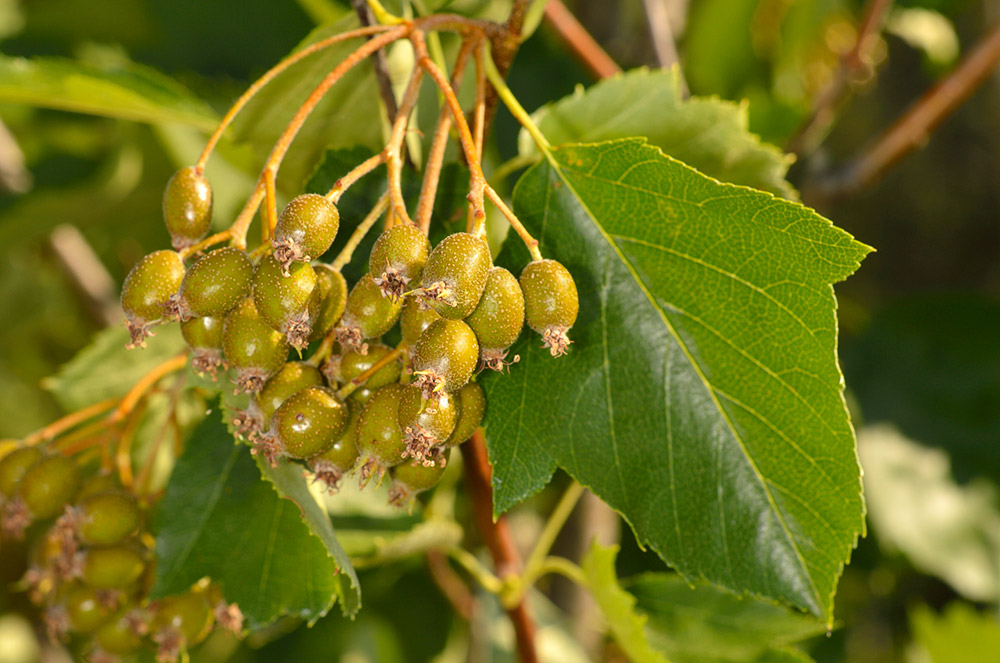 Hojas y frutos.