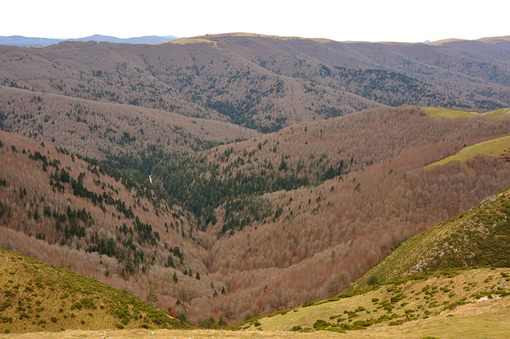 Aspecto invernal del hayedo en mezcla con Abies alba. Pirineo de Navarra.