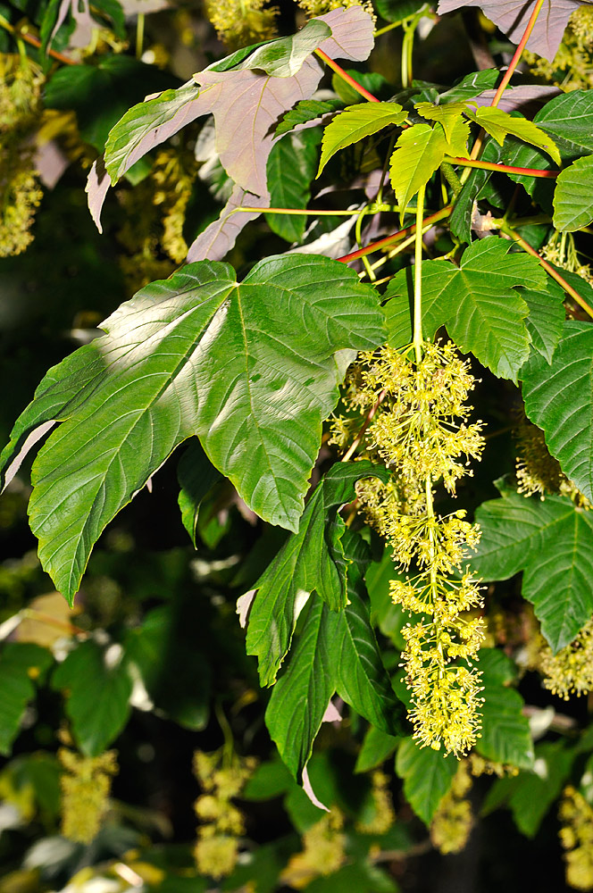 Detalle de la inflorescencia