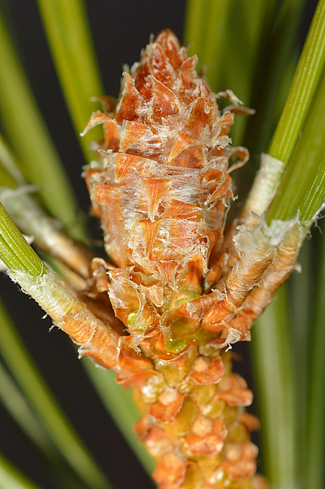 Yema y braquiblastos