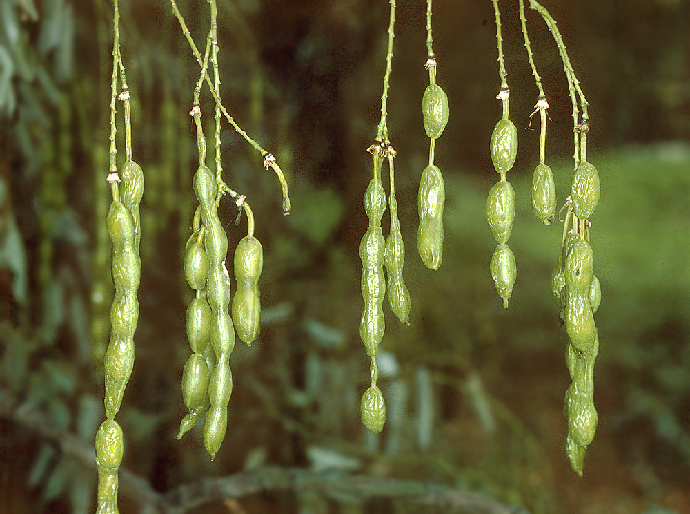 Frutos (lomentos) colgantes