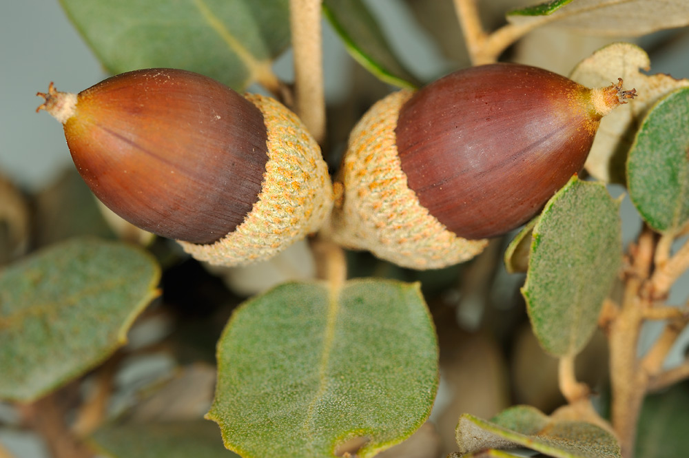 Bellotas maduras
