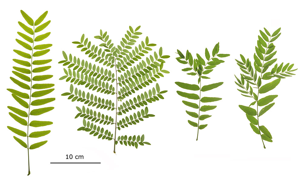 Variabilidad foliar.