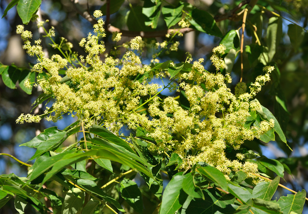 Inflorescencias