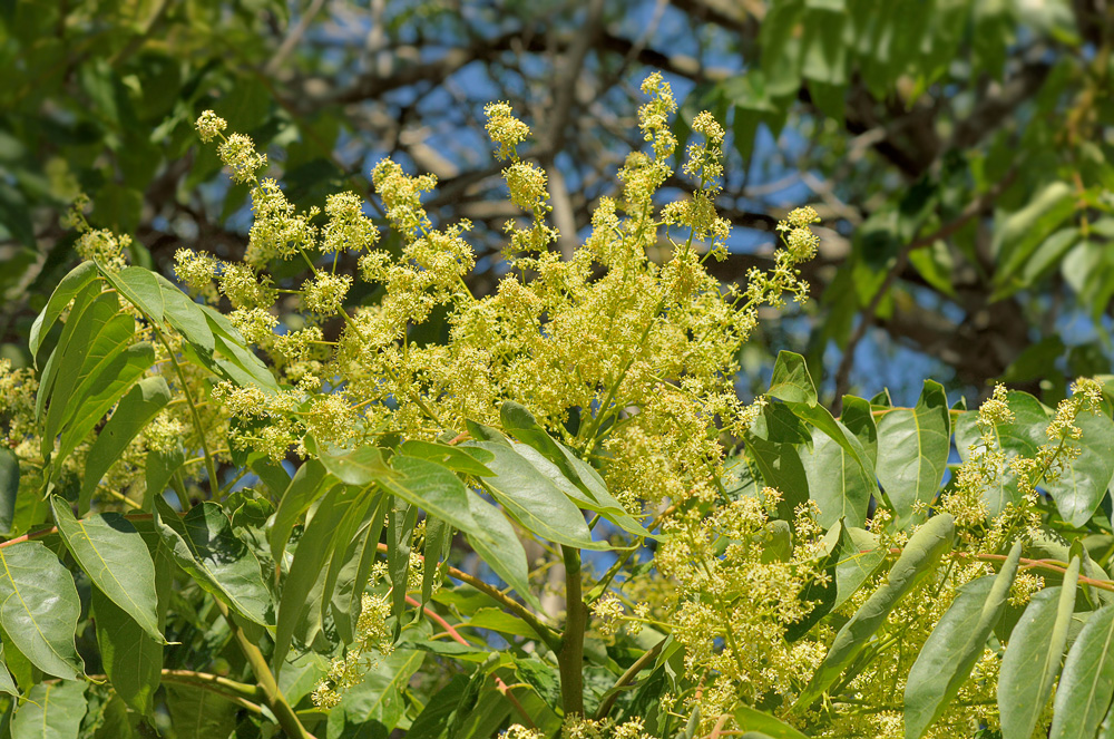 Hojas e inflorescencias.
