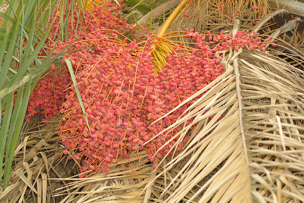 Frutos carnosos.