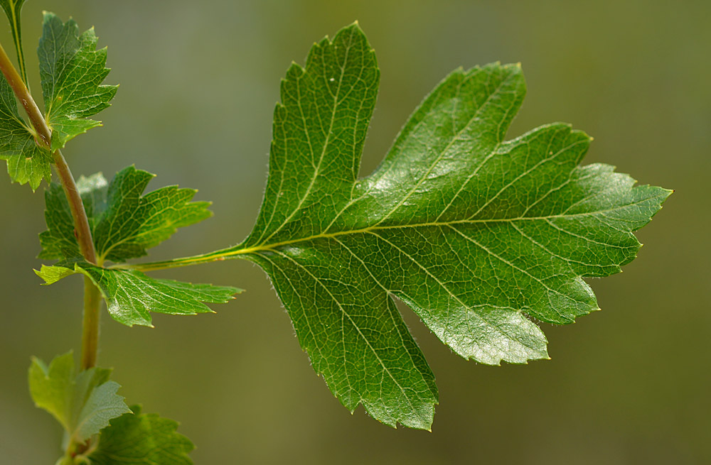 Hoja con estípulas