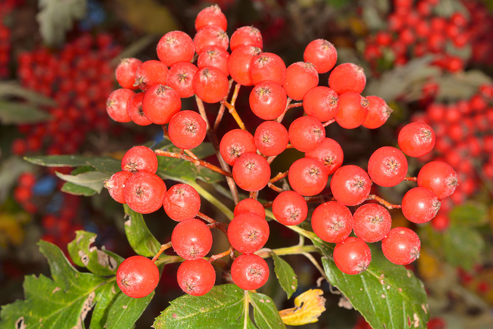 Frutos.