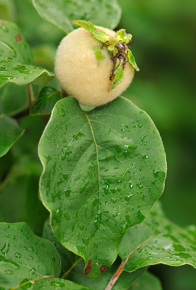 Fruto tomentoso, procedente de ovario ínfero