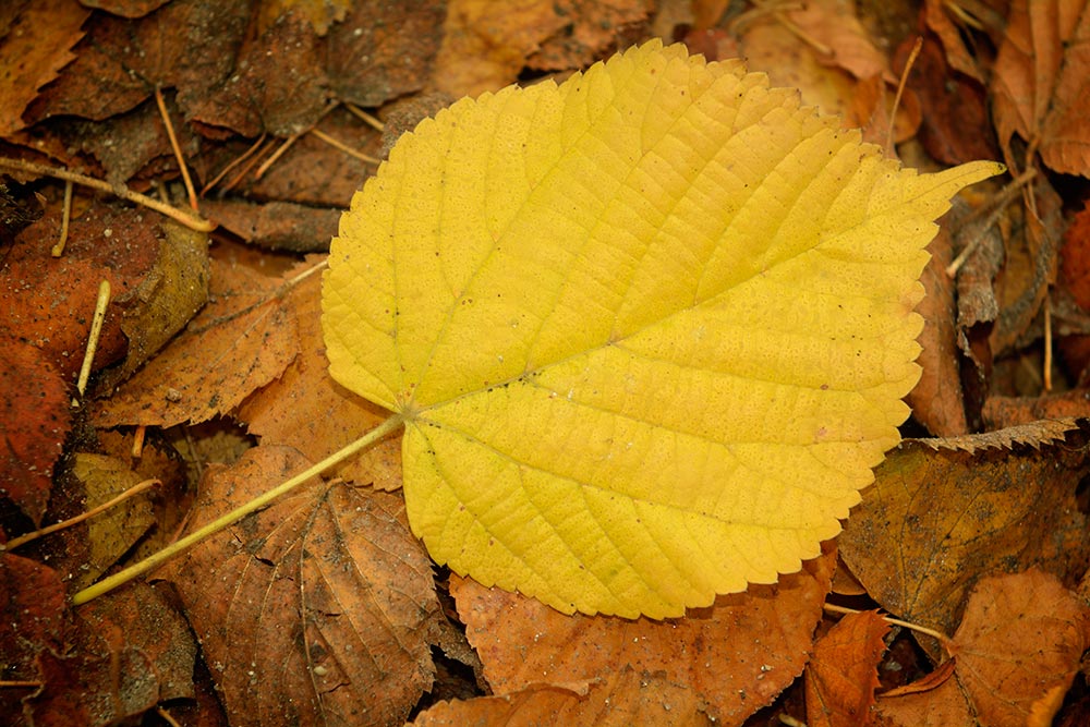 Hojas otoñales.