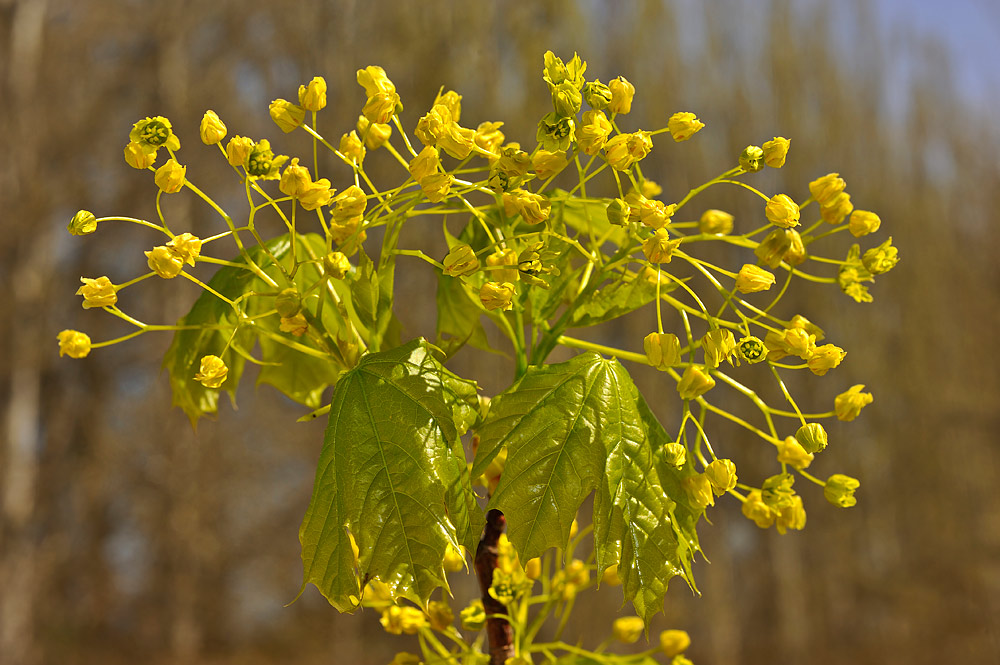 Inflorescencias