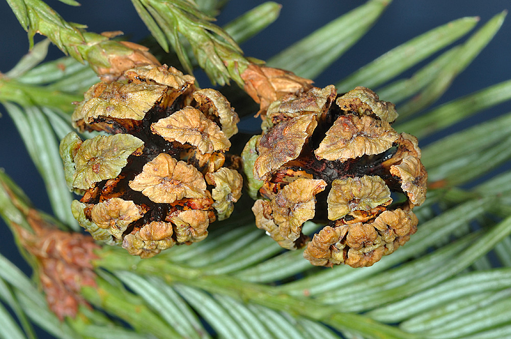 Piñas.