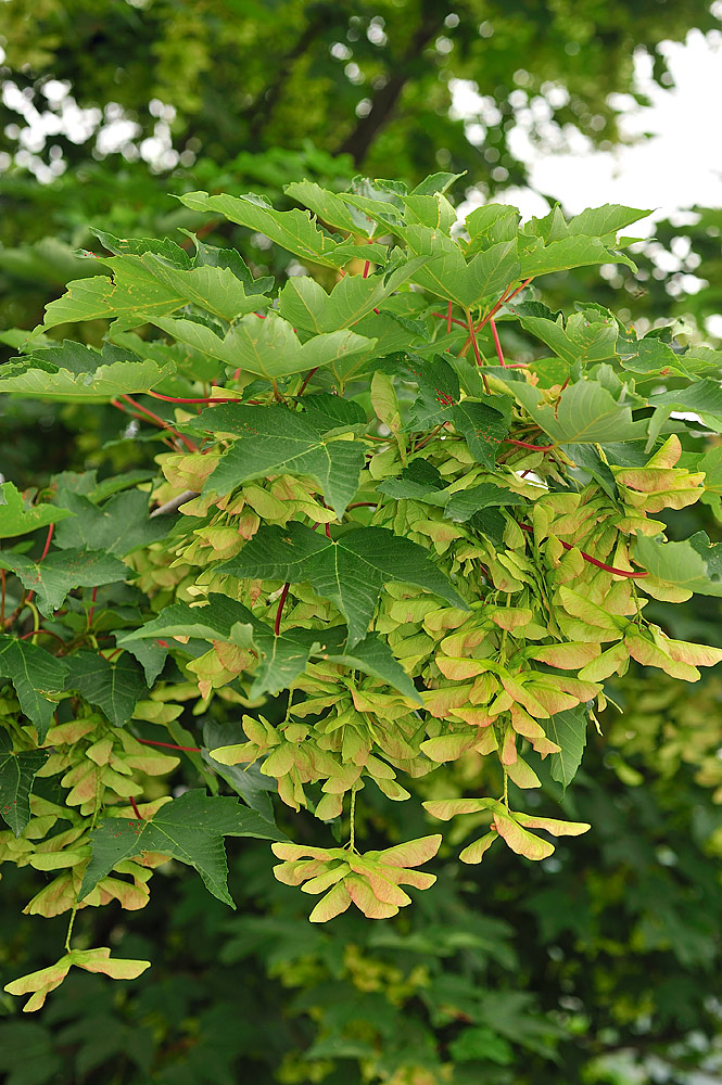 Acer pseudoplatanus. Hojas y frutos.