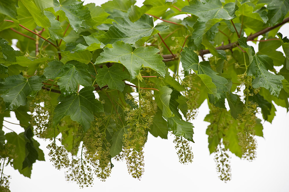 Hojas pentalobuladas e inflorescencias colgantes