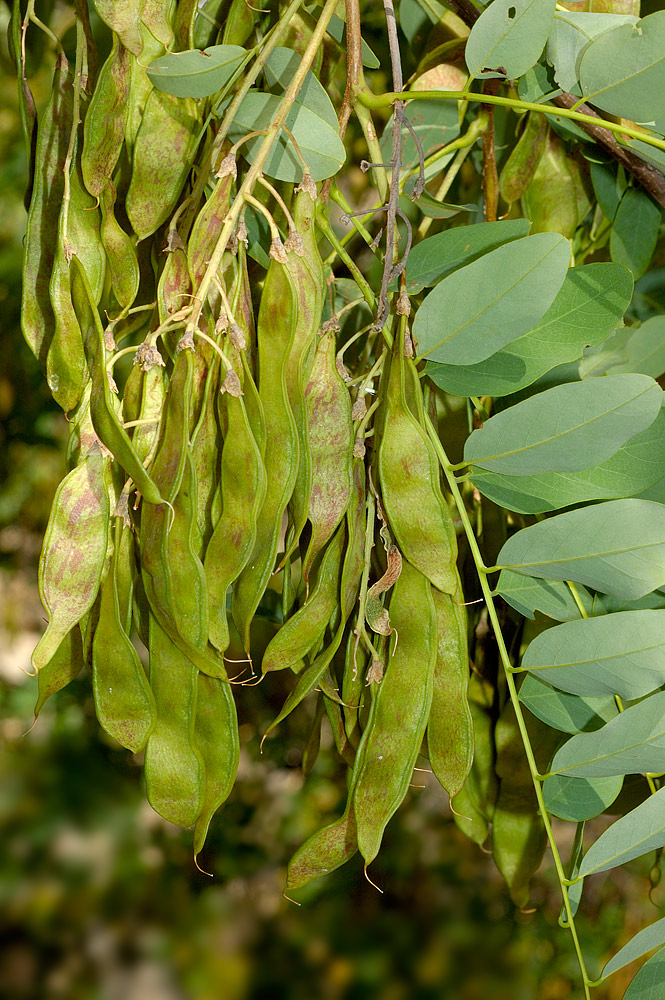 Hojas y frutos.