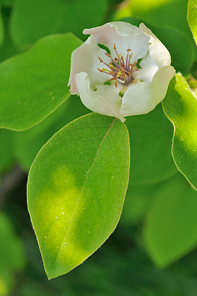 Detalle de la flor