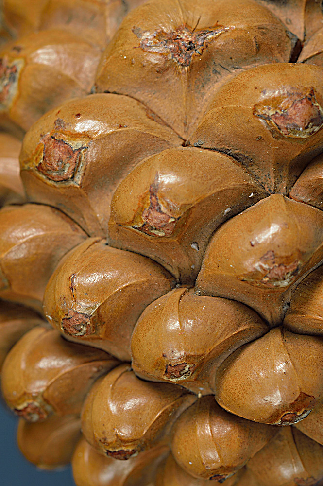 Apófisis de las escamas de la piña.