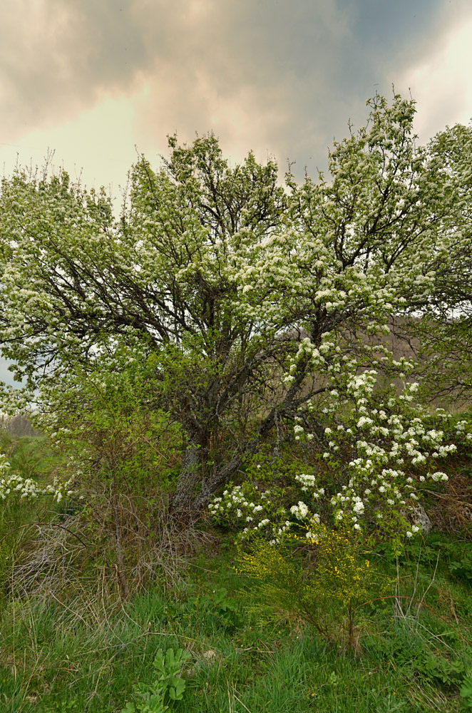 Pyrus communis. Ejemplar asilvestrado.