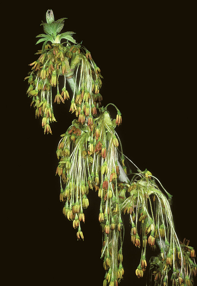 Inflorescencias de flores masculinas