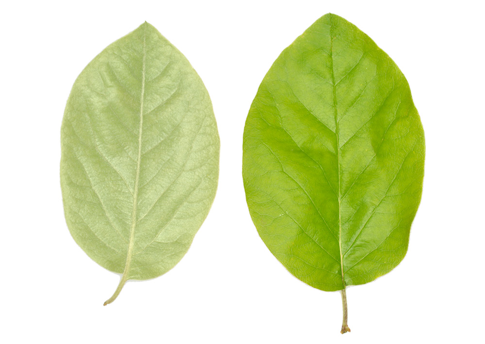 Hoja: envés (izq.) y haz (der.).